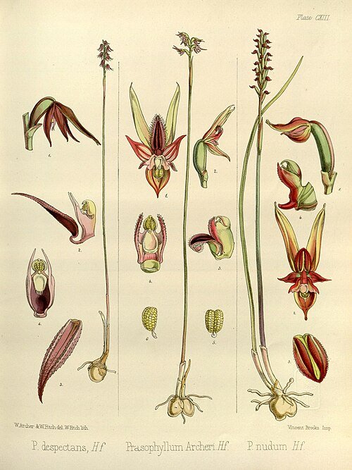 Illustratie van een Corunastylis orchidee met paarse bloemen en groene bladeren.