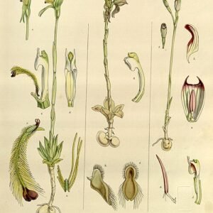 Botanische illustratie van Pterostylis squamata orchidee uit Flora Antarctica, 1860.