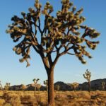 Yucca brevifolia in Joshua Tree National Park landscape.