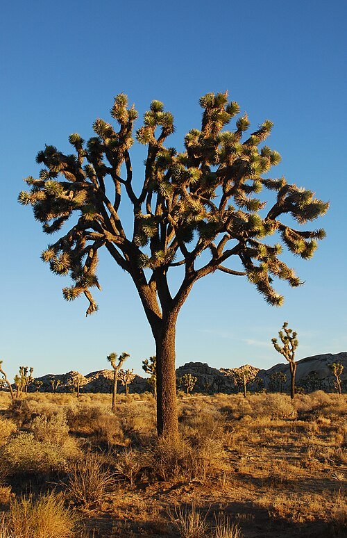Yucca brevifolia in Joshua Tree National Park landscape.