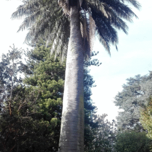 Jubaea palmboom met groene bladeren en dikke stam op kleigrond.