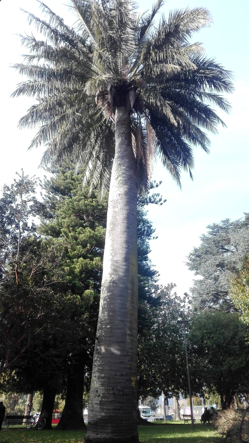 Jubaea palmboom met groene bladeren en dikke stam op kleigrond.
