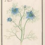 Juffertje-in-het-groen (Nigella) bloem op groene achtergrond.