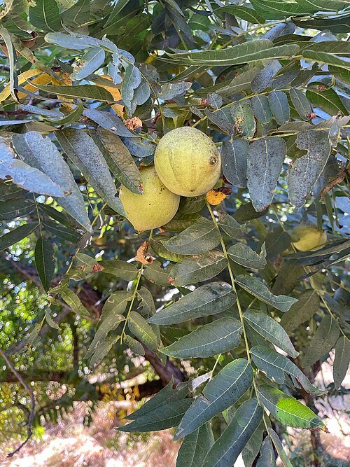 Juglans hindsii boom in Effie Yeaw Natuurcentrum, Carmichael, Californië.