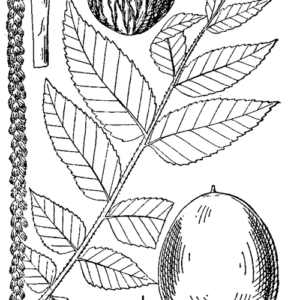 Illustratie van Zwarte walnoot boom (Juglans nigra) op kalkrijke grond.