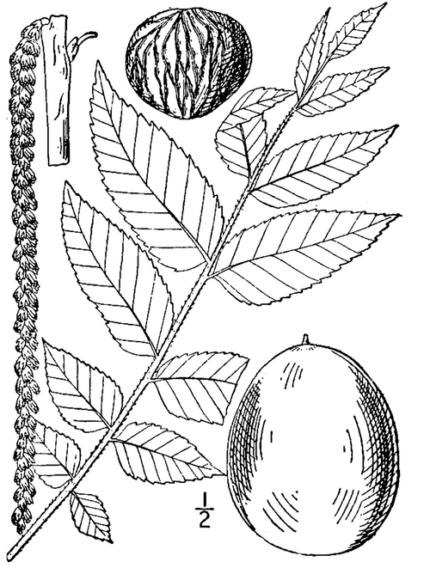 Illustratie van Zwarte walnoot boom (Juglans nigra) op kalkrijke grond.