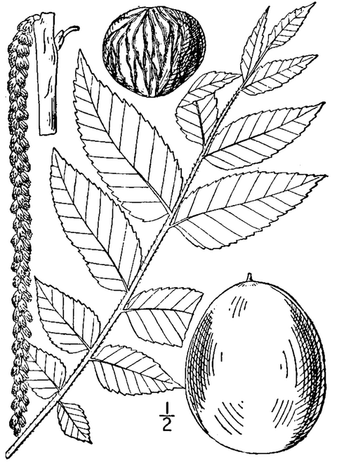 Illustratie van Zwarte walnoot boom (Juglans nigra) op kalkrijke grond.