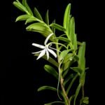 Jumellea comorensis orchidee met delicate witte bloemen en lange groene bladeren.