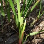 Juncus xiphioides plant met slanke groene bladeren en bruine zaaddozen in natuurlijke buitenomgeving.