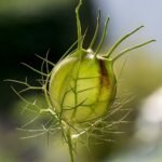 Bloeiende Nigella damascena zadenkapsels in het groen.
