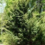 Juniperus chinensis in Christchurch Botanic Gardens, New Zealand.