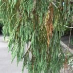 Juniperus recurva op kleigrond, winterharde variëteit.