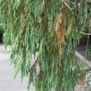Juniperus recurva op kleigrond, winterharde variëteit.