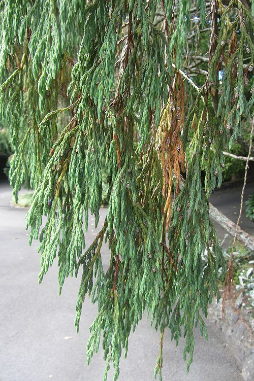 Juniperus recurva op kleigrond, winterharde variëteit.