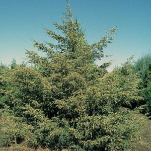 Cederhoutboom met groene naalden en kegelvormige vruchten.