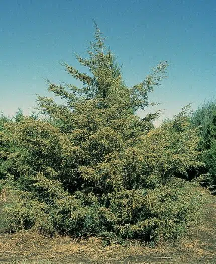 Cederhoutboom met groene naalden en kegelvormige vruchten.