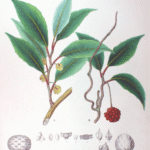 Bloeiende Kadsura japonica plant met groene bladeren.