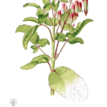 Kalanchoe pinnata plant with green leaves and red edges.
