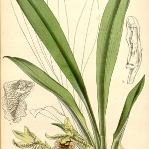 Kefersteinia graminea orchidee met groene bladeren op donkere achtergrond.