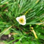 Witte Zephyranthes candida bloem op een natuurlijke achtergrond.