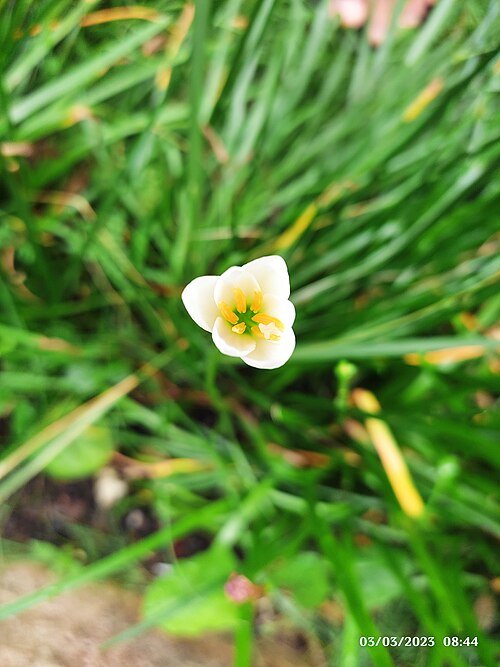 Witte Zephyranthes candida bloem op een natuurlijke achtergrond.