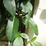 Bloeiende Kennedia nigricans plant in Kew Gardens, Londen.
