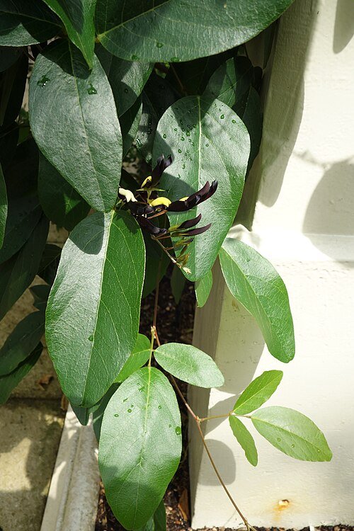 Bloeiende Kennedia nigricans plant in Kew Gardens, Londen.