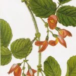 Kennedia prostrata bloeiende rode klimplant met groene bladeren op grijze achtergrond.
