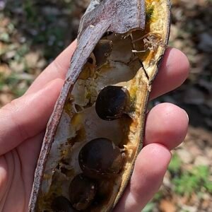 Kentucky Coffeetree zaadpeul op boomtak.