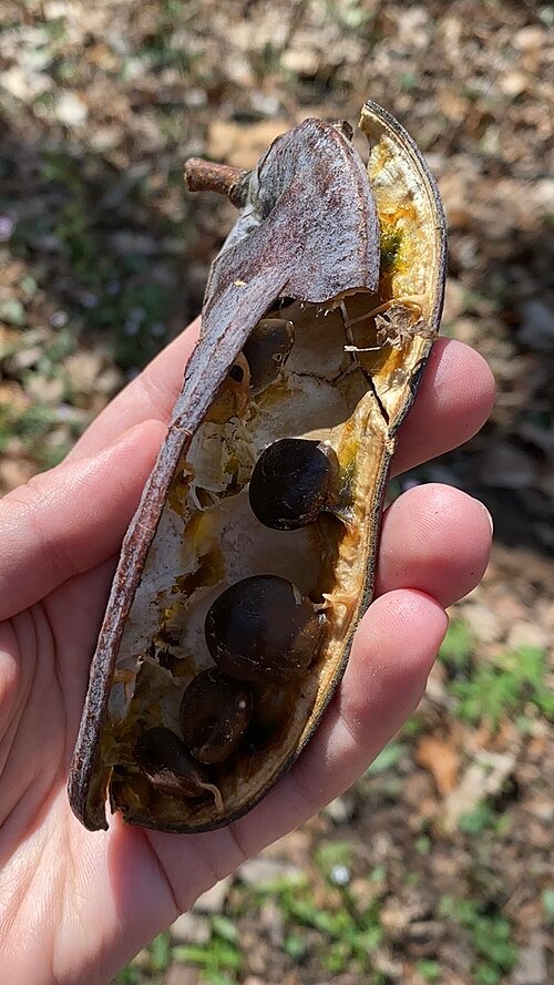 Kentucky Coffeetree zaadpeul op boomtak.