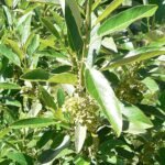 Kiggelaria boom met groen blad en rode vruchten.
