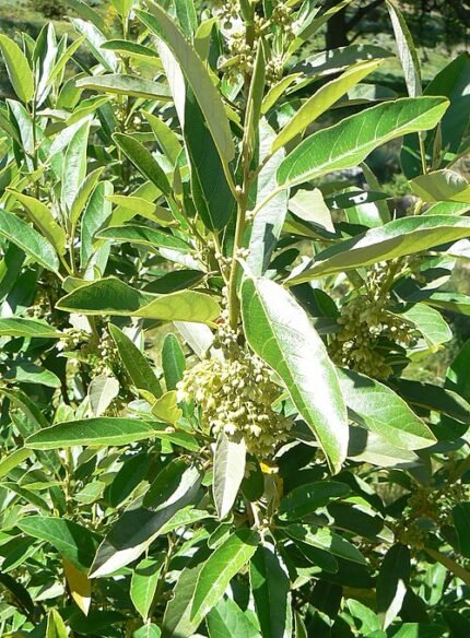 Kiggelaria boom met groen blad en rode vruchten.