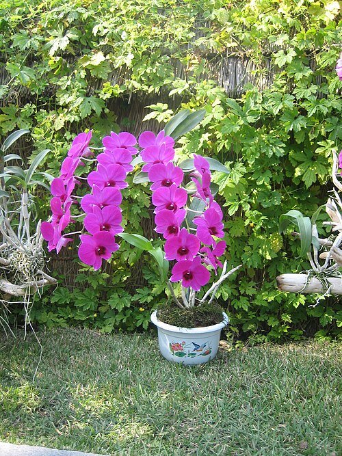 Kimilsungia bloem in volle bloei, paarse bloemblaadjes met groene bladeren.