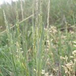 Koeleria macrantha siergras met pluizige groene bloeiwijze.