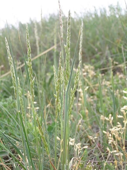 Koeleria macrantha siergras met pluizige groene bloeiwijze.