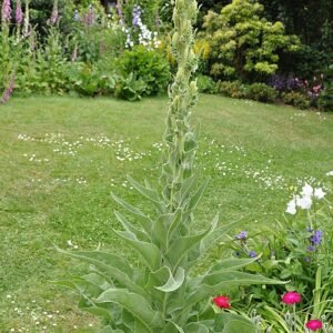 Koningskaarsplant met zacht, behaard blad en hoge bloemstengel.
