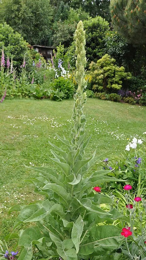 Koningskaarsplant met zacht, behaard blad en hoge bloemstengel.