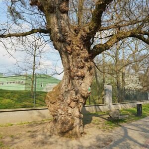Fladderiep boom met groene bladeren en ruwe schors.