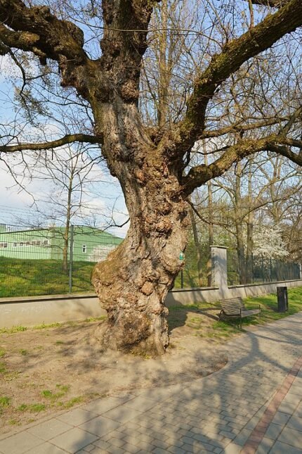 Fladderiep boom met groene bladeren en ruwe schors.