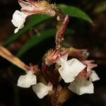 Kuhlhasseltia plant met groene bladeren en rode stelen.