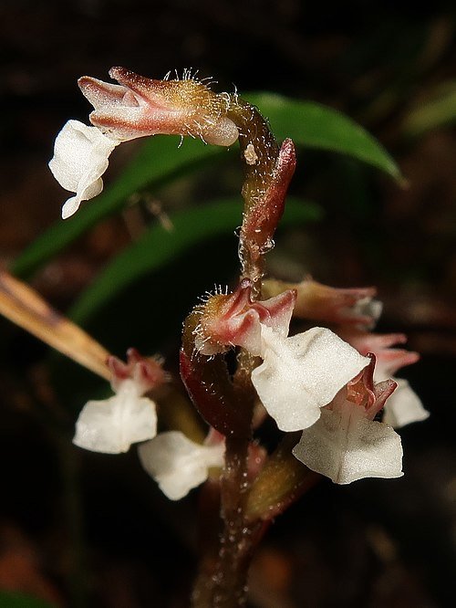 Kuhlhasseltia plant met groene bladeren en rode stelen.