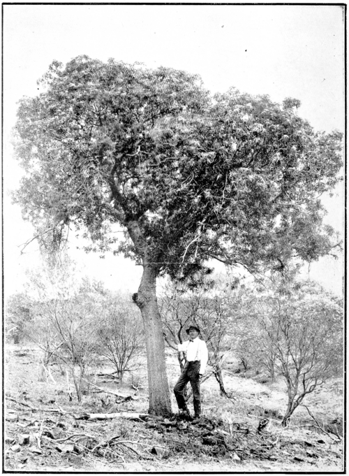 Bloeiende Brachychiton gregorii boom met rode bloemen en groene bladeren.