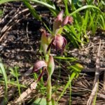 Roodgroene Pyrorchis orchidee in volle bloei.