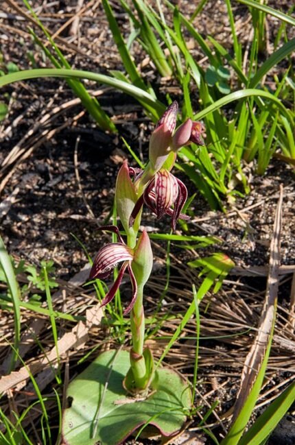 Roodgroene Pyrorchis orchidee in volle bloei.