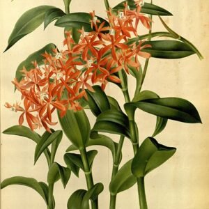 Epidendrum catillus orchidee illustratie met delicate bloemen en bladeren.