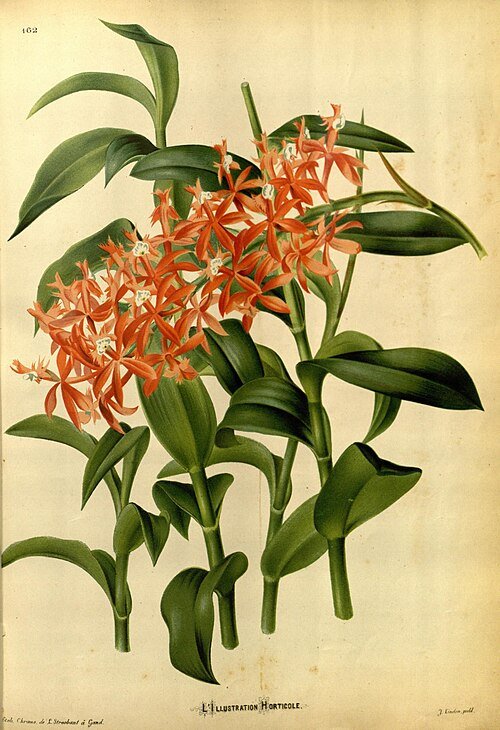 Epidendrum catillus orchidee illustratie met delicate bloemen en bladeren.