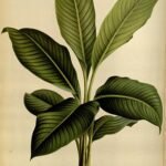 Spathiphyllum cochlearispathum plant with green leaves and white flowers.