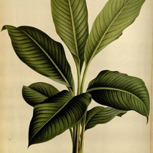 Spathiphyllum cochlearispathum plant with green leaves and white flowers.