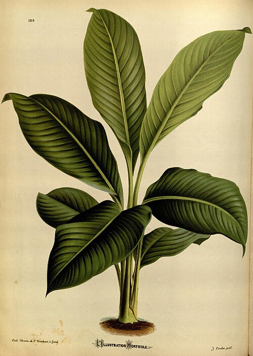 Spathiphyllum cochlearispathum plant with green leaves and white flowers.