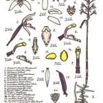 Zeldzame Aphyllorchis queenslandica orchidee met groene bladeren en witte bloemen.